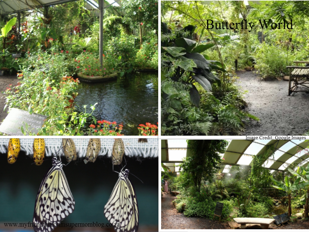 Fun Things to do in the Cape Winelands - Butterfly World|SA Mom Blogs