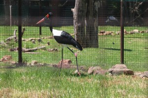 saddlebill-stork
