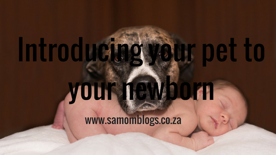 Introducing a dog|SA Mom Blogs