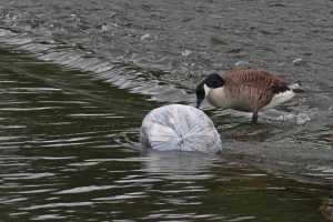 why reduce plastic protect animals