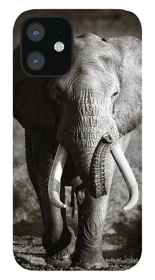 Elephant bull iPhone case