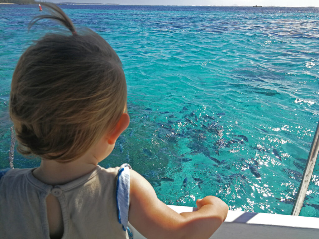 Toddler looking at fish