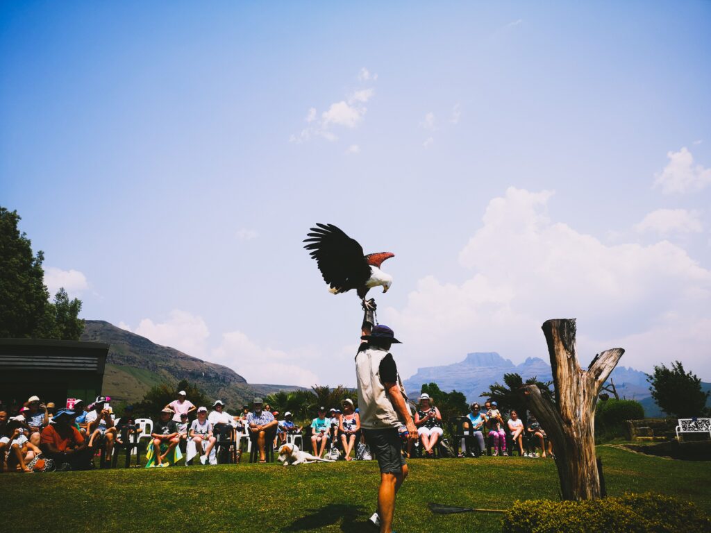 eagle, drakensburg