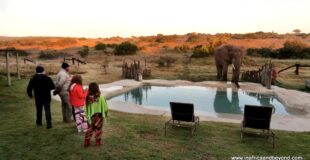 elephant at a pool, Sara Essop, travel blogger