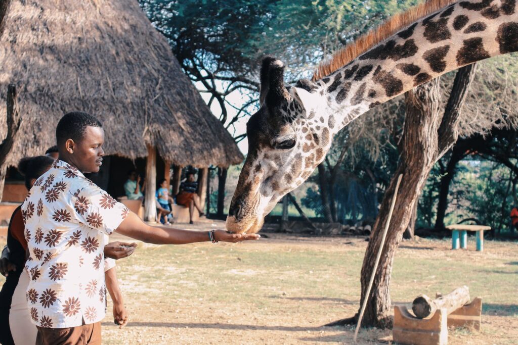 giraffe - safari in South Africa with kids