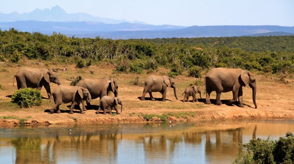 elephants - Safari in South Africa with children