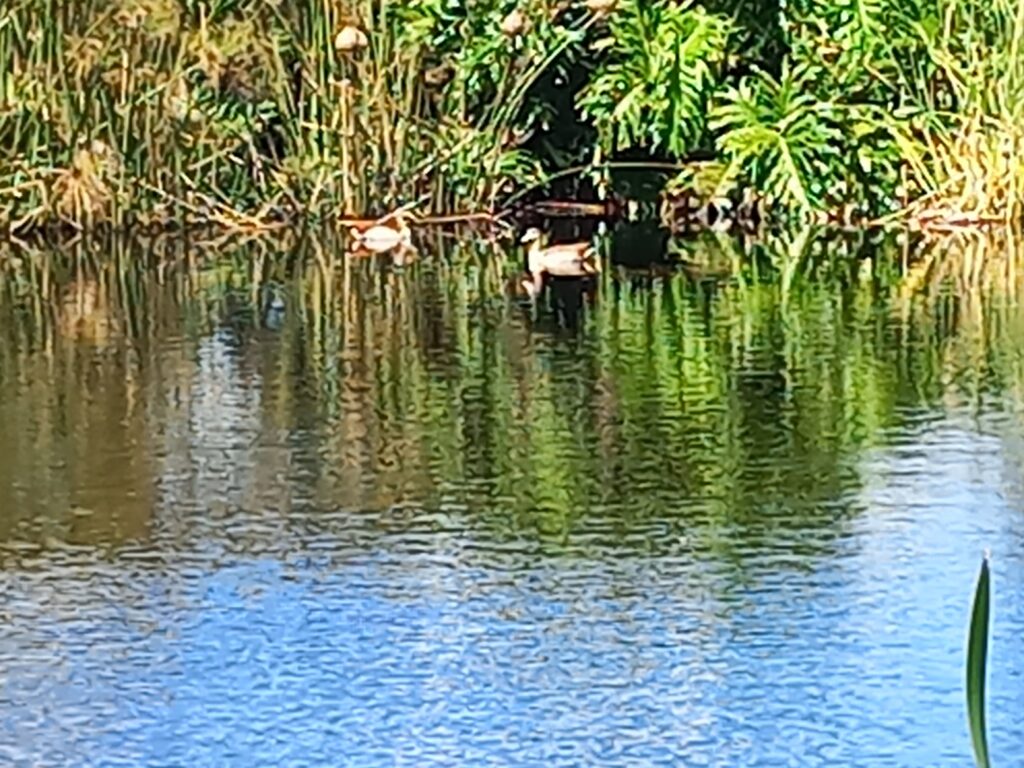 Theescombe Estate Wine Farm in Port Elizabeth / Gqeberha ducks in the dam