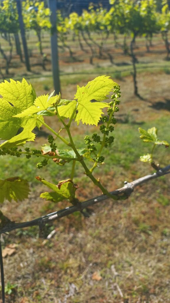 Theescombe Estate Wine Farm in Port Elizabeth / Gqeberha grapes starting to grow