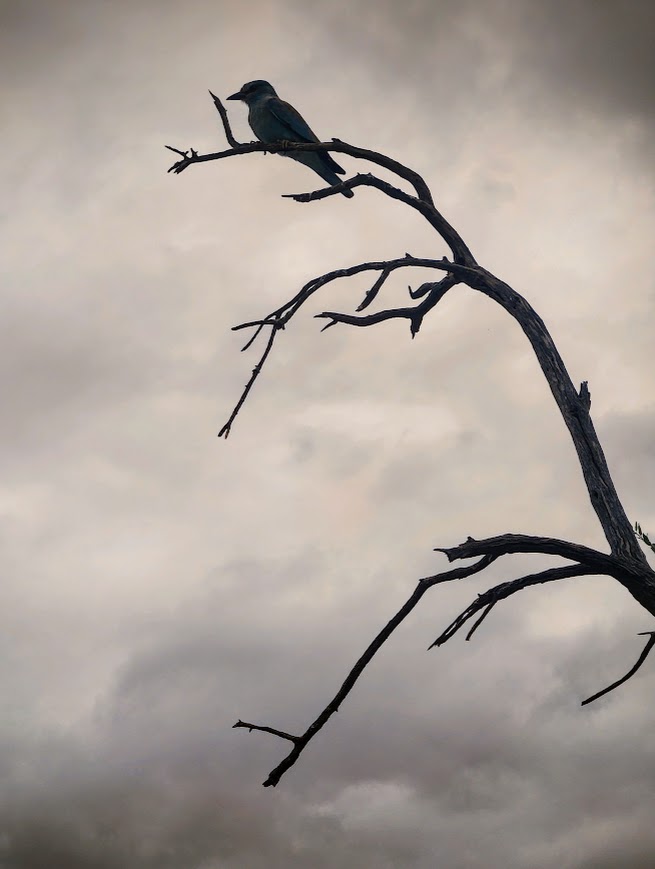 a bird outlined in the dark