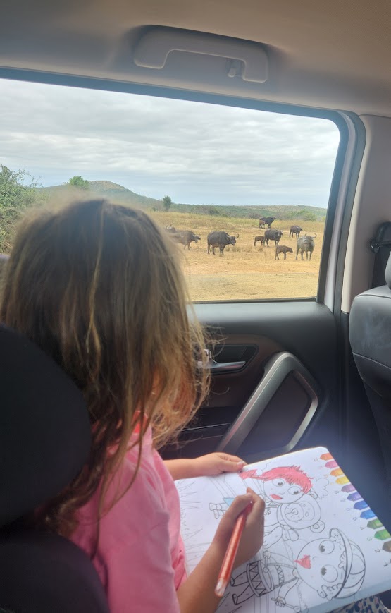 buffalo, child colouring in car