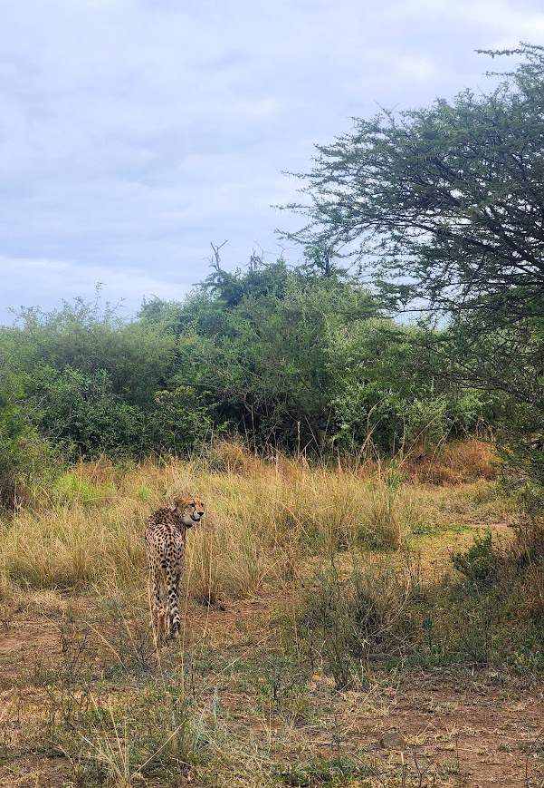 cheetah with its back to the camera