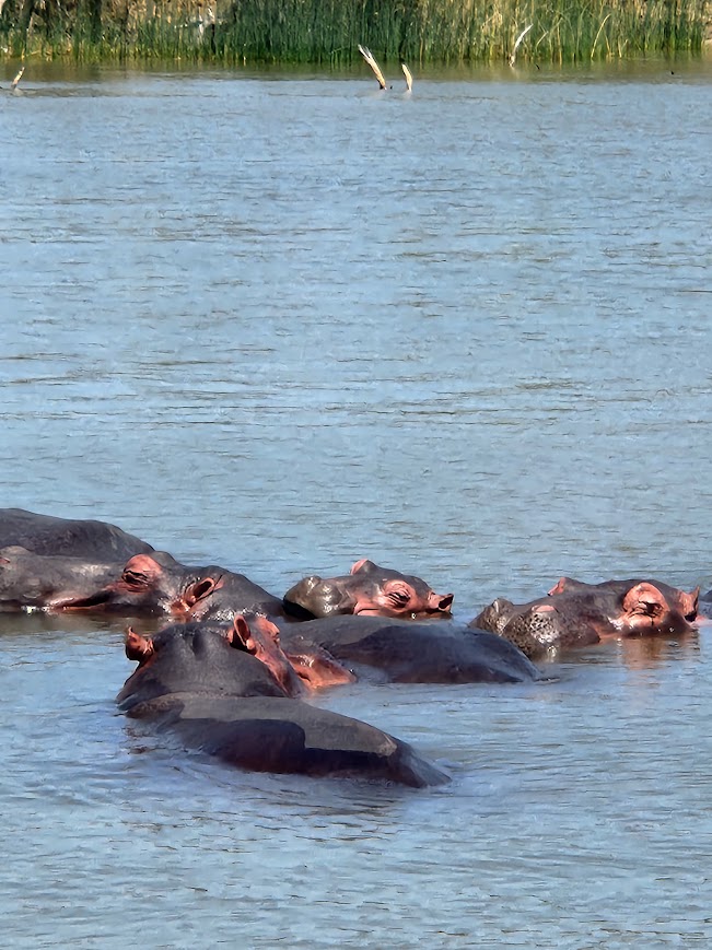 hippos in the water