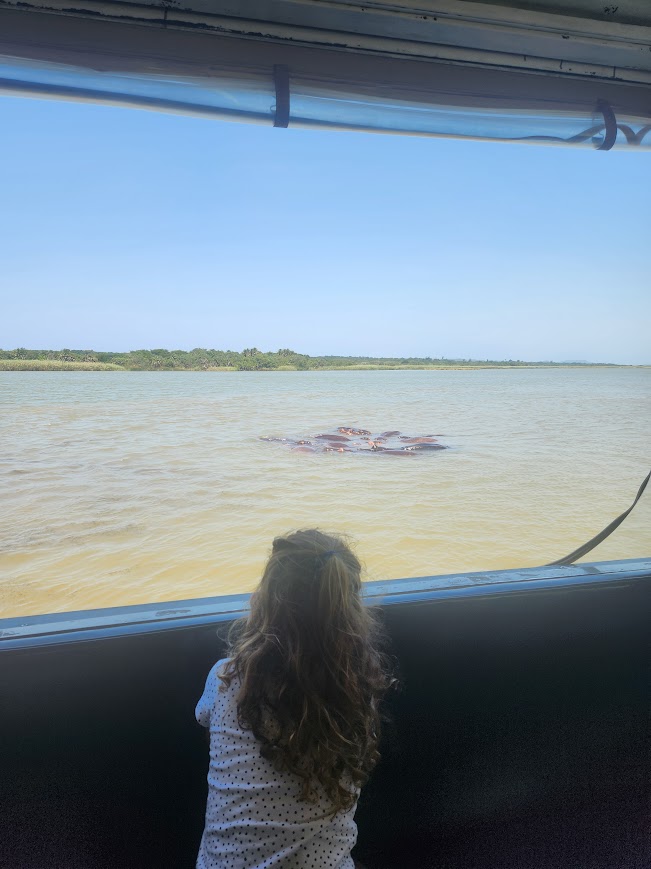 child looking at hippos