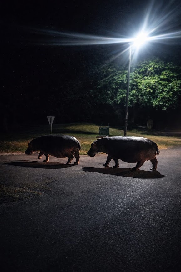 hippos under the street lights at night