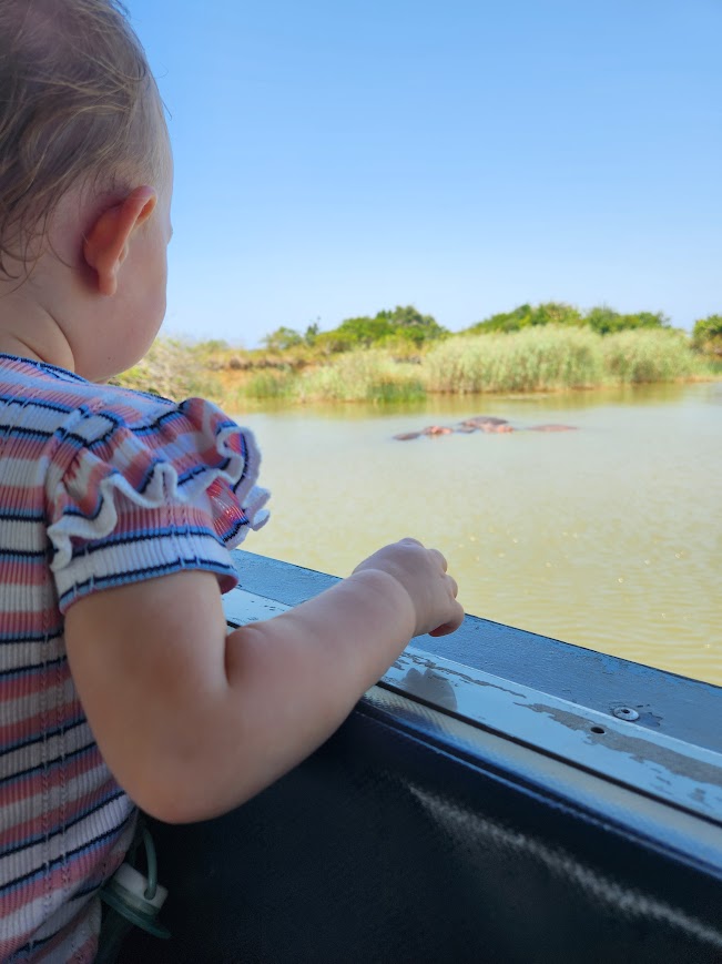 child looking at hippos