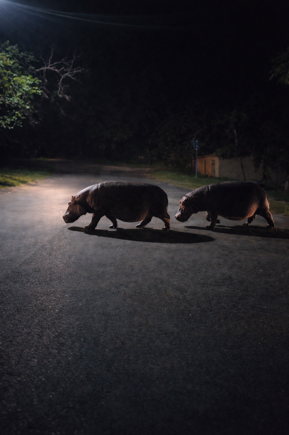 hippos walking in the town at night